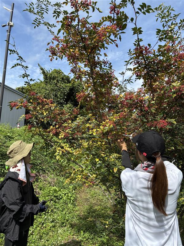 花椒収穫01.jpg