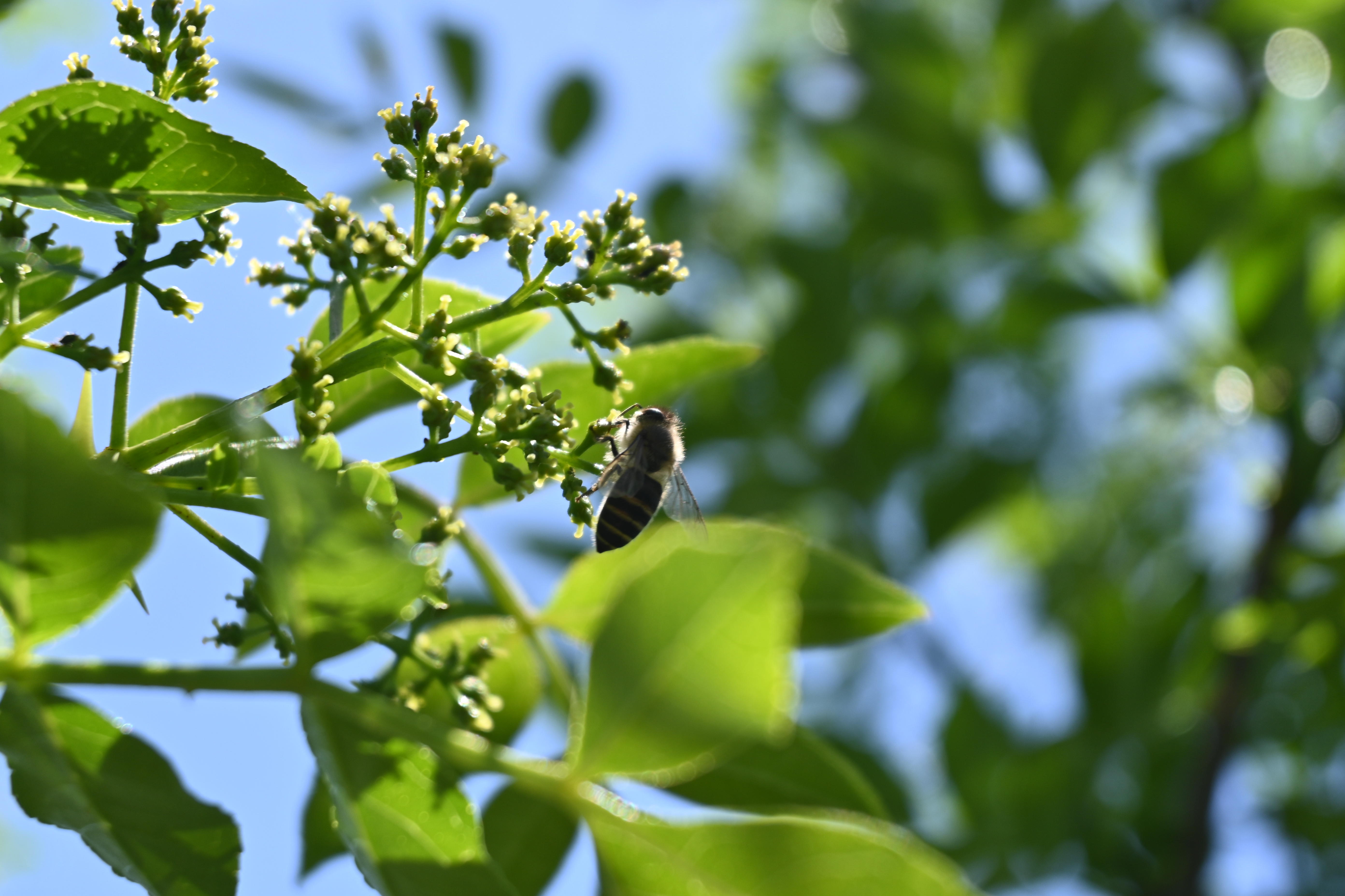 DSC_4418.JPG