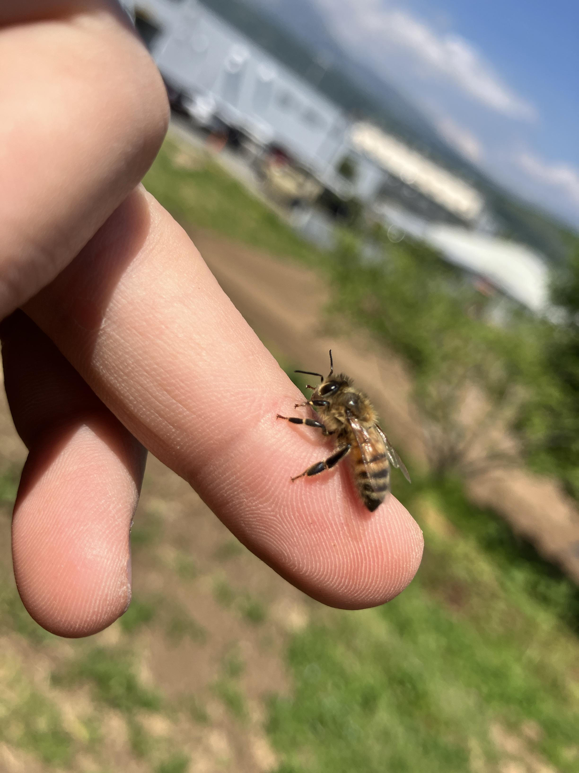 ハチ.jpg