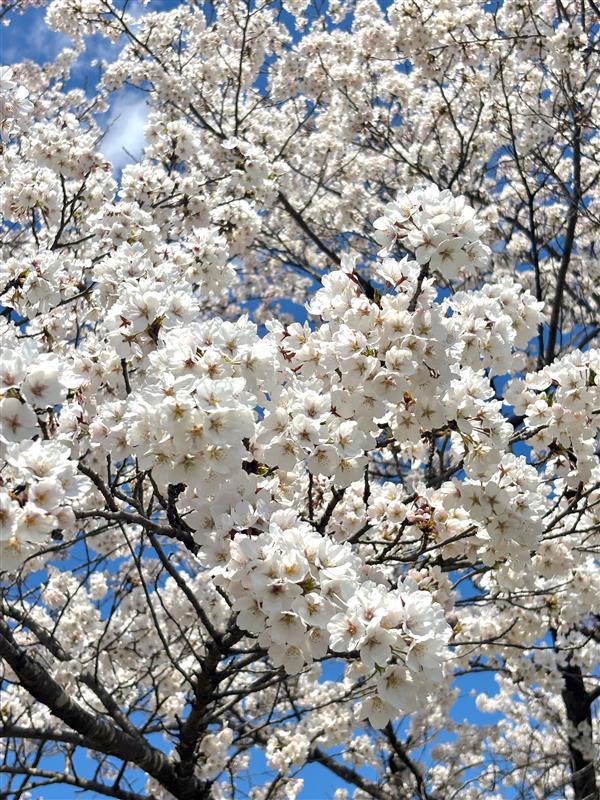 桜.jpg