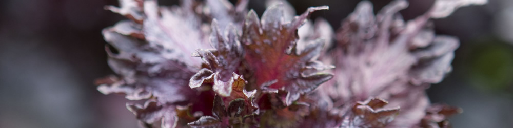 Shiso ［Perilla］