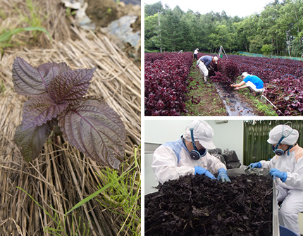 Shiso ［Perilla］