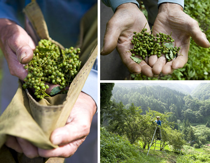 Sansho ［Japanese Pepper］