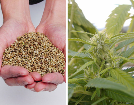 Otane ［hemp seed］