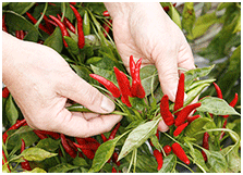 唐辛子契約栽培